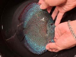 Batik Sakura (High Fin) 14/15cm BO