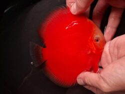 Super Red Valentines 11/12cm BO