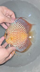 Super King Viper 11/12cm BO