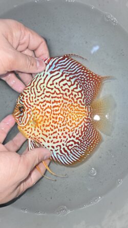 Super King Viper 11/12cm BO