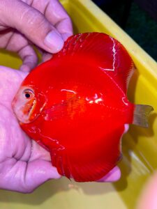 Red Velvet 10/11cm BO