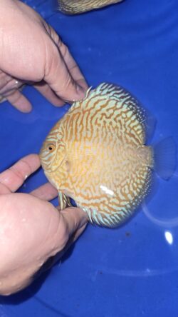 Yellow Tigers 9/10cm  BO