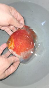 Red Devils 11/12cm BO