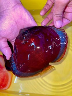 Red Cover Blue Rimmed 12cm BO