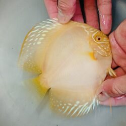 Albino Yellow Alenquer 12/13cm BO