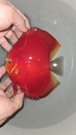 Super Reds 14/15cm BO