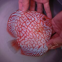 High grade Red Jaguar 12/13cm BO