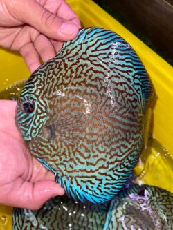 Show Fish Galaxy Turquoise 13/14cm BO