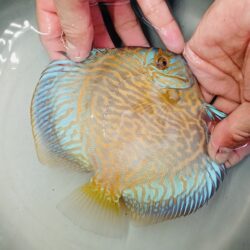 Yellow Tiger Turquoise 12/13cm BO