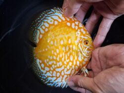 Yellow Rafflesia 11/12cm BO