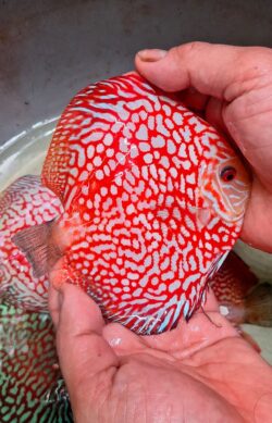 Rafflesia Panda 12cm BO