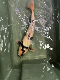 Shiro Utsuri 40cm KOI