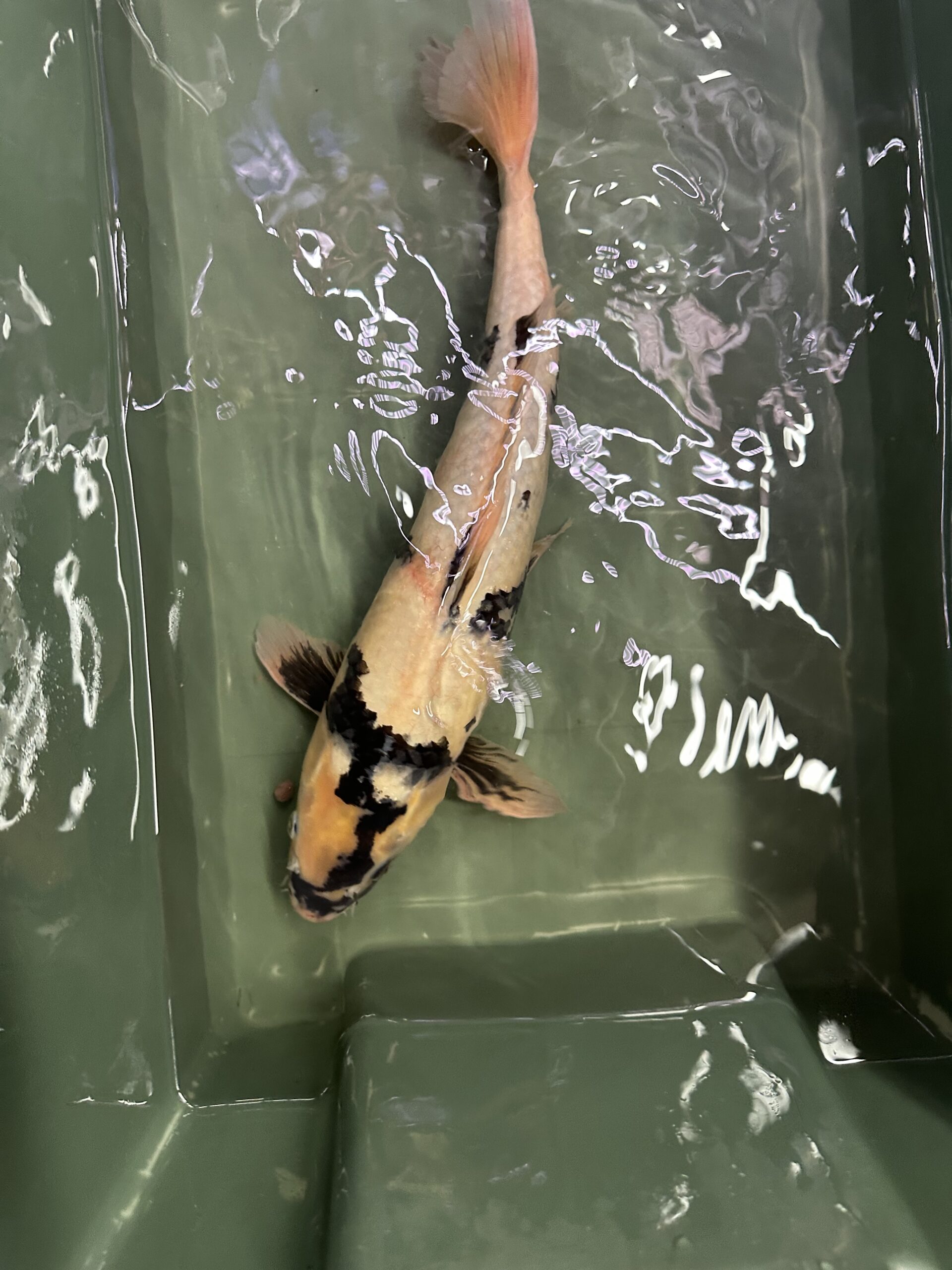 Shiro Utsuri 40cm KOI