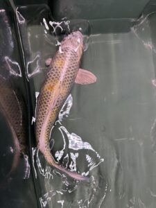 Kin Ki Utsuri [NEMO](rare) 45cm KOI