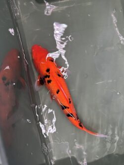 Aka Bekko 40cm KOI