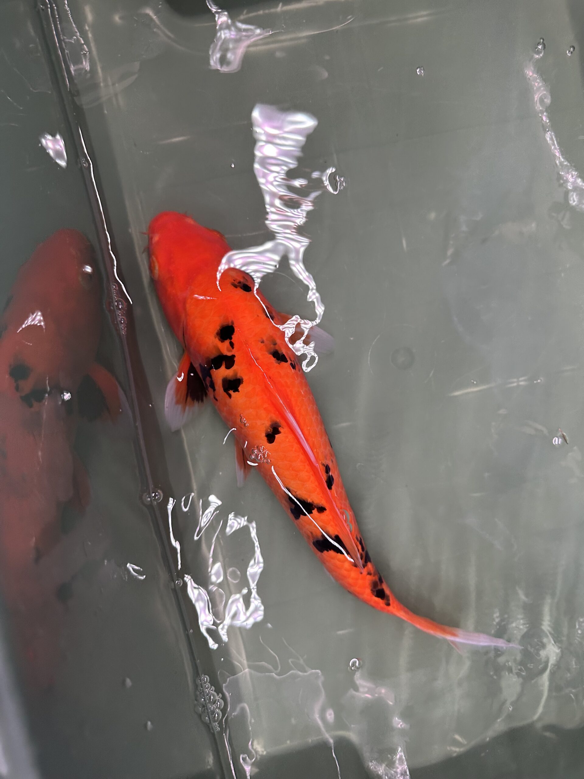 Aka Bekko 40cm KOI