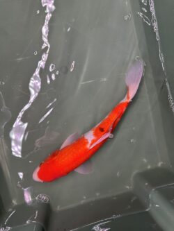 Sanke 25/30cm KOI