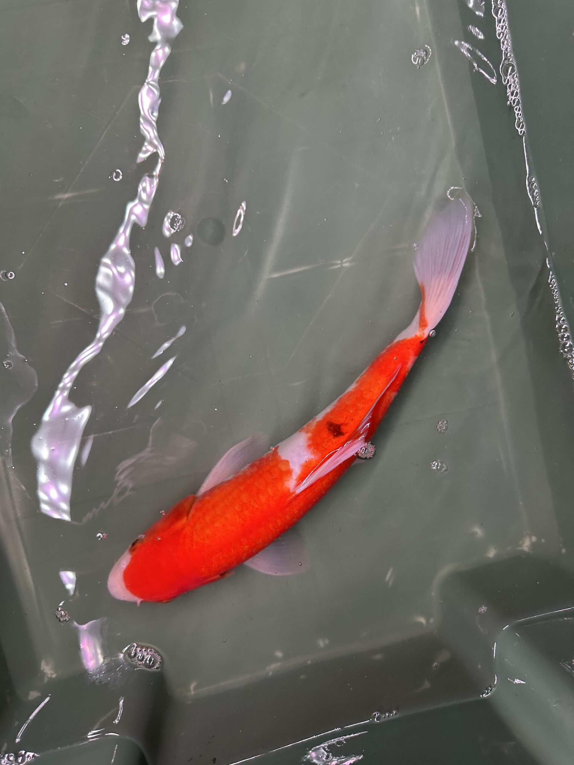 Sanke 25/30cm KOI