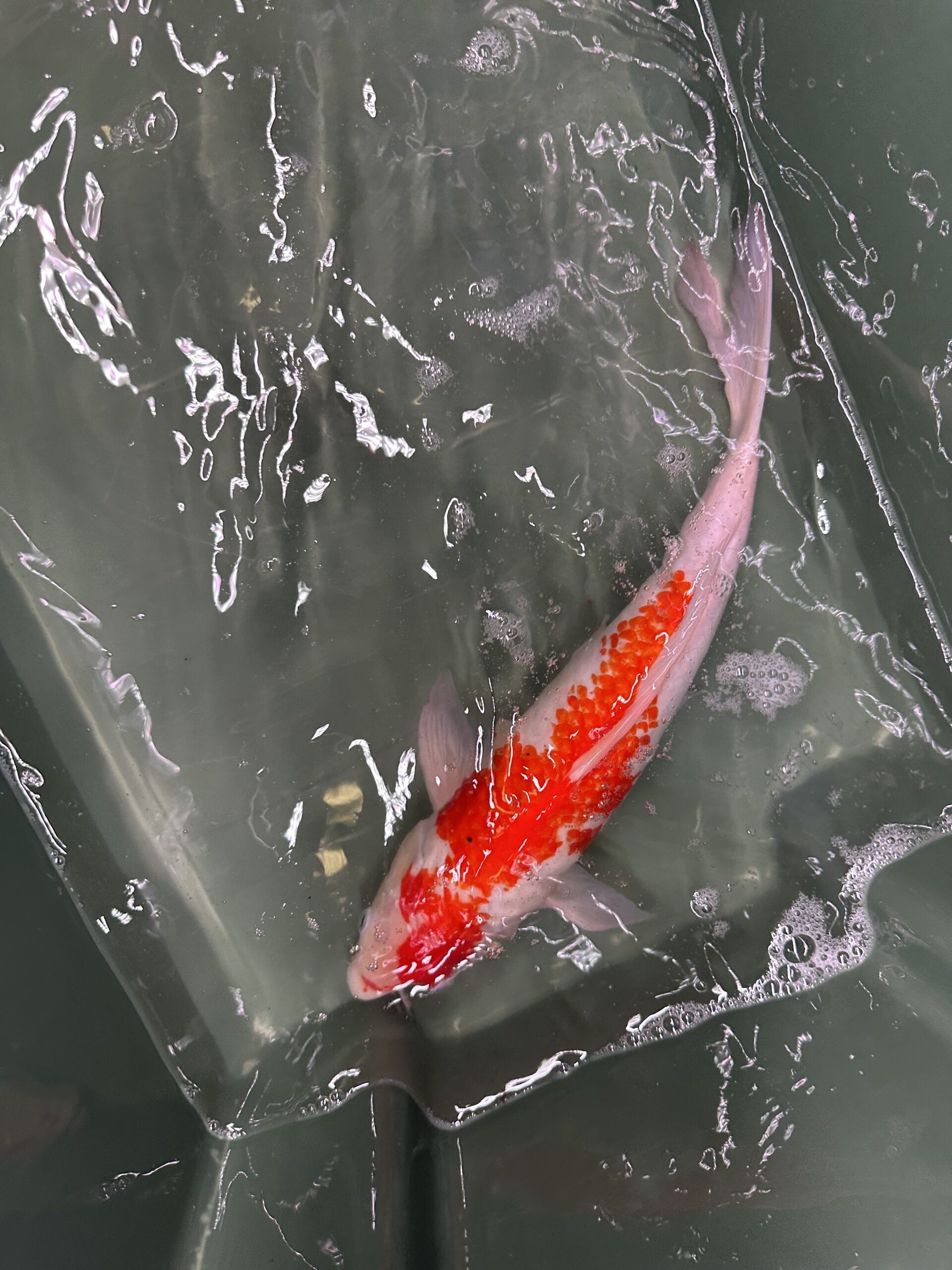 Kohaku 25/30cm KOI
