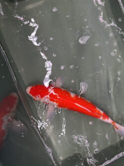 Kohaku 35cm KOI