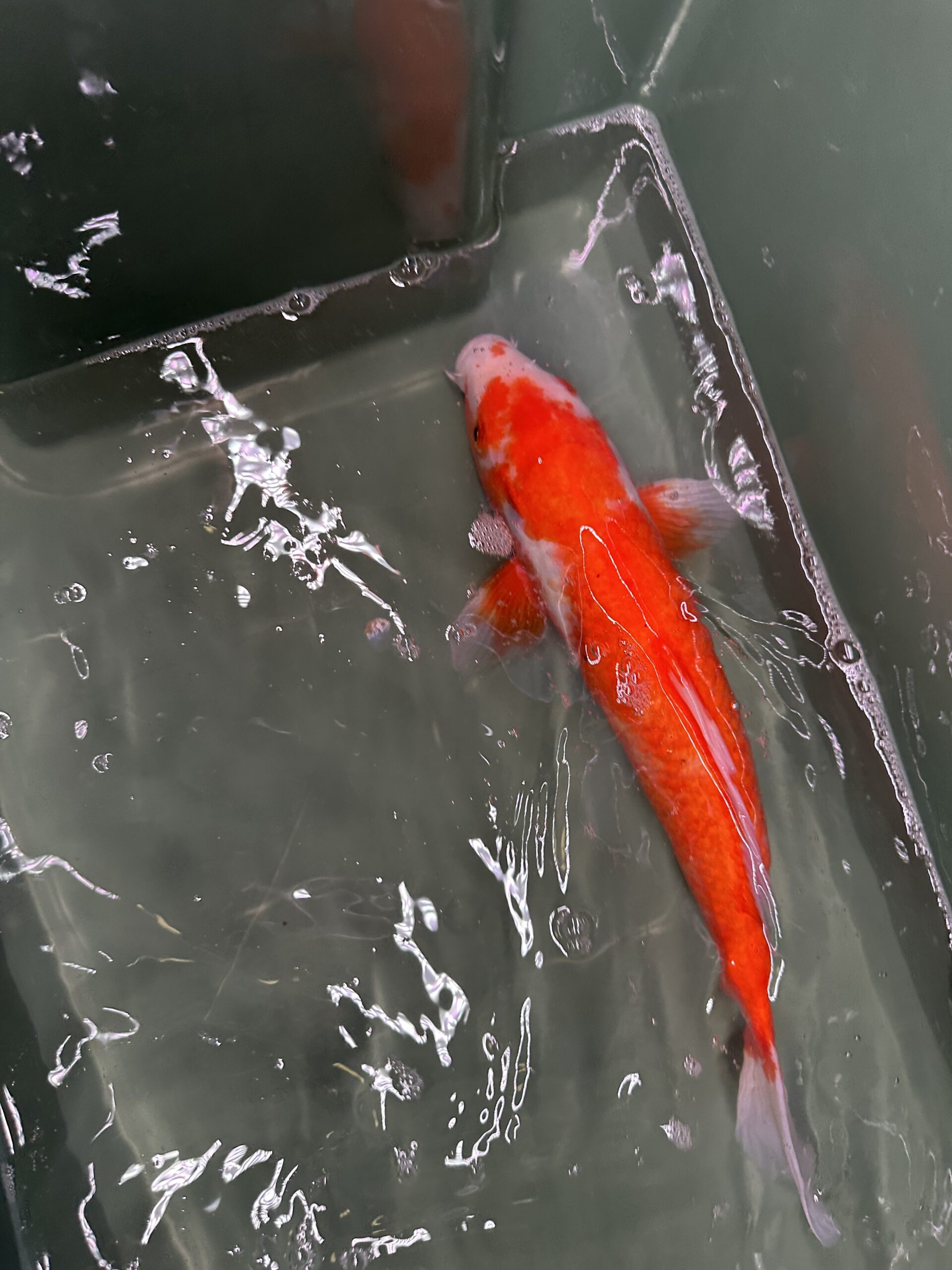 Kohaku 35cm KOI