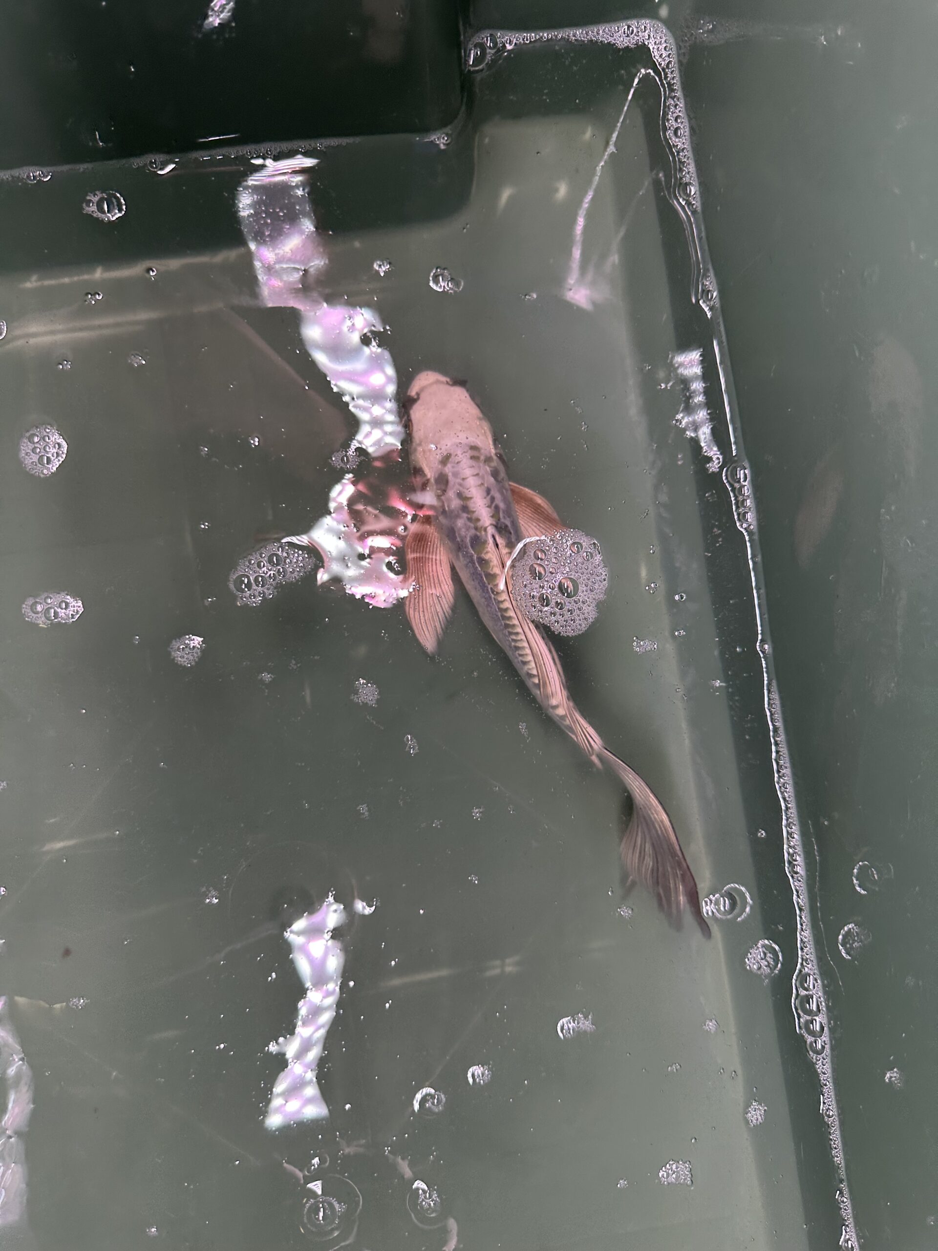 Doitsu Butterfly 12/15cm KOI