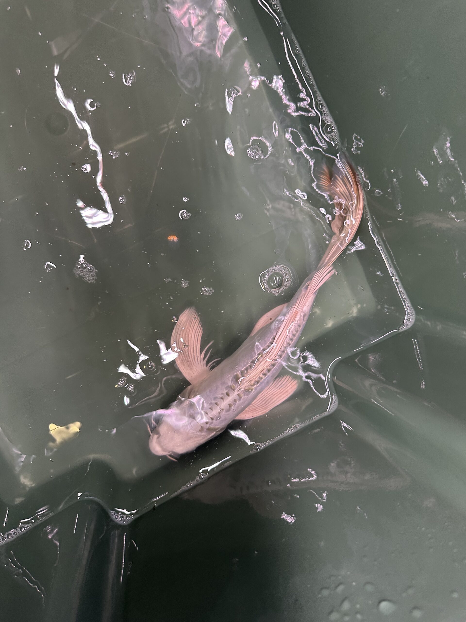 Platinum Doitsu Butterfly 25/30cm KOI