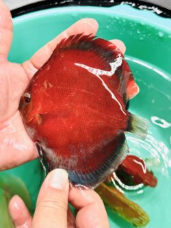 Red Devils 11/12cm BO