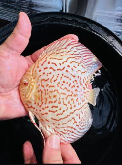 Albino Leopard 10/11cm BO