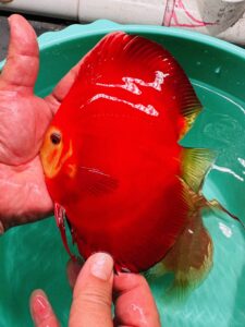 Super Reds 14/15cm BO