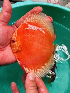 Albino Red Alenquer 12/13cm BO