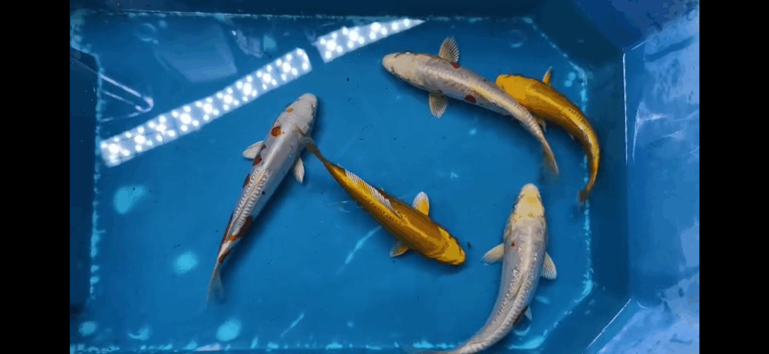 Kikkokuryu 14-18cm KOI