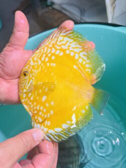 Yellow Rafflesia 11/12cm BO