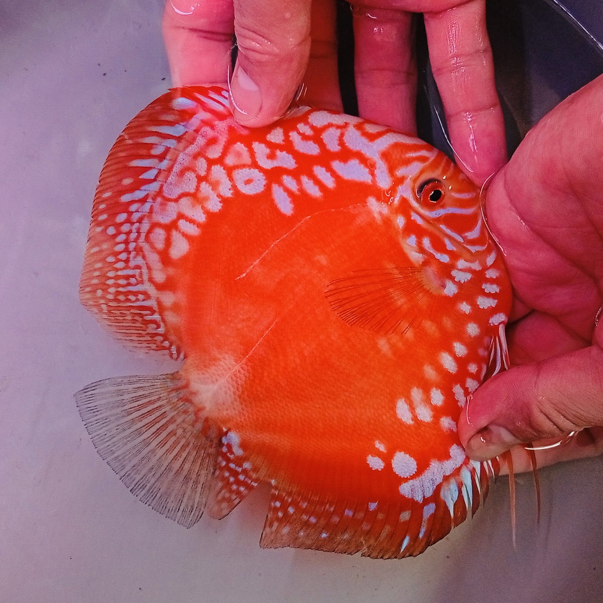 Show Grade Red Rafflesia 13/14cm BO - OzDiscus