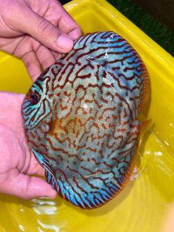 Altum Giant Blue 15cm BO