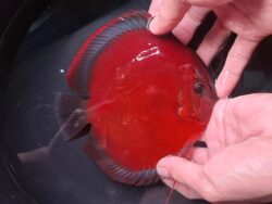 Blue Rimmed San Merah 12/13cm BO