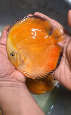 Yellow Valentines 11/12cm BO