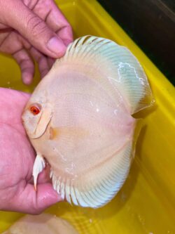 Albino White Rabbit (red eyes) 11/12cm BO