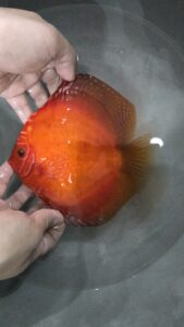 Rafflesia Panda 14/15cm BO