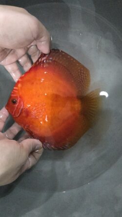 Rafflesia Panda 14/15cm BO