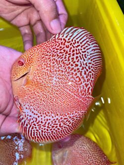 Albino Red Super Panthera 12/13cm BO