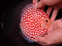 Red Eagle 12/13cm BO