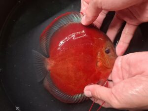 Blue Rimmed San Merah 11/12cm BO