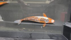 Shusui KOI 18cm