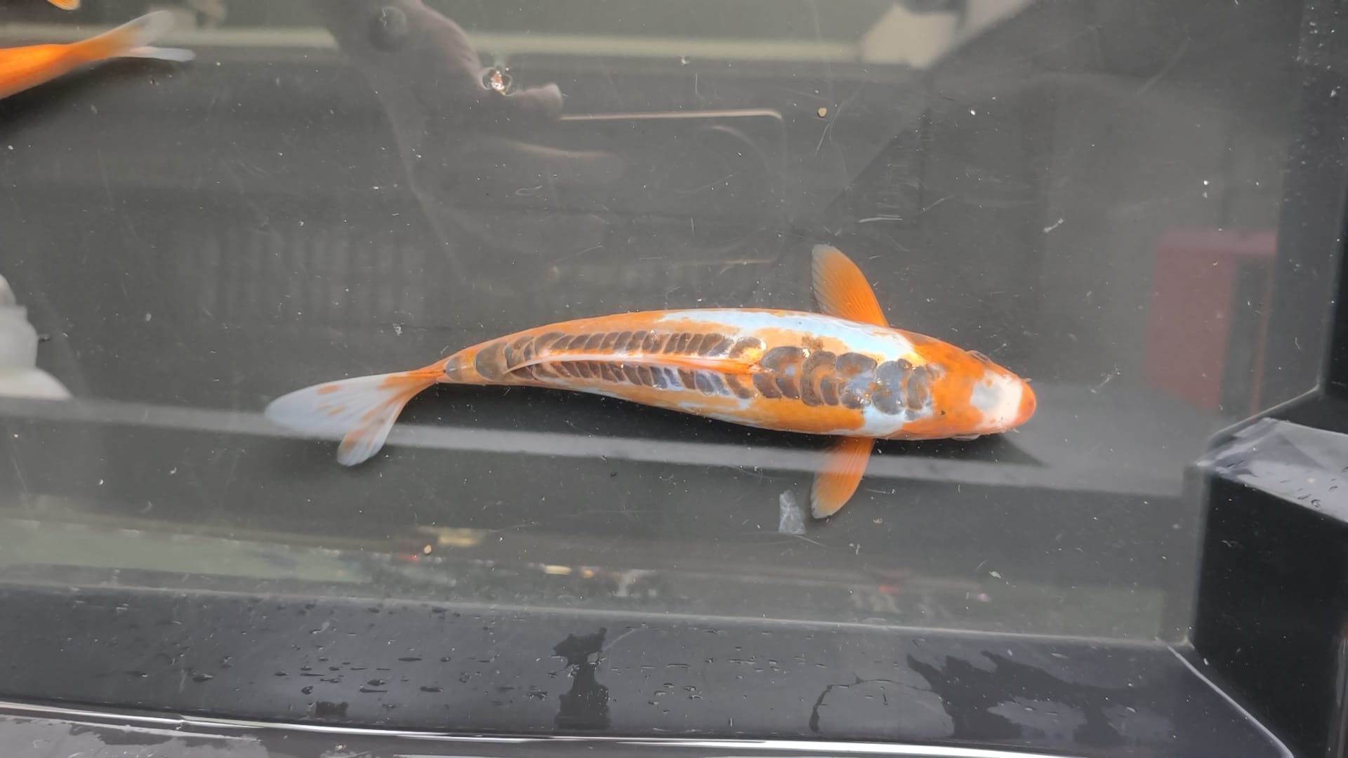 Shusui KOI 18cm
