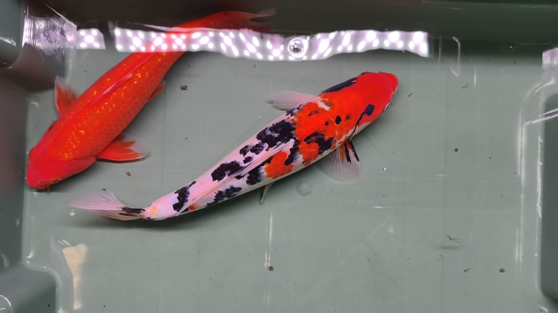 Sanke KOI 25cm