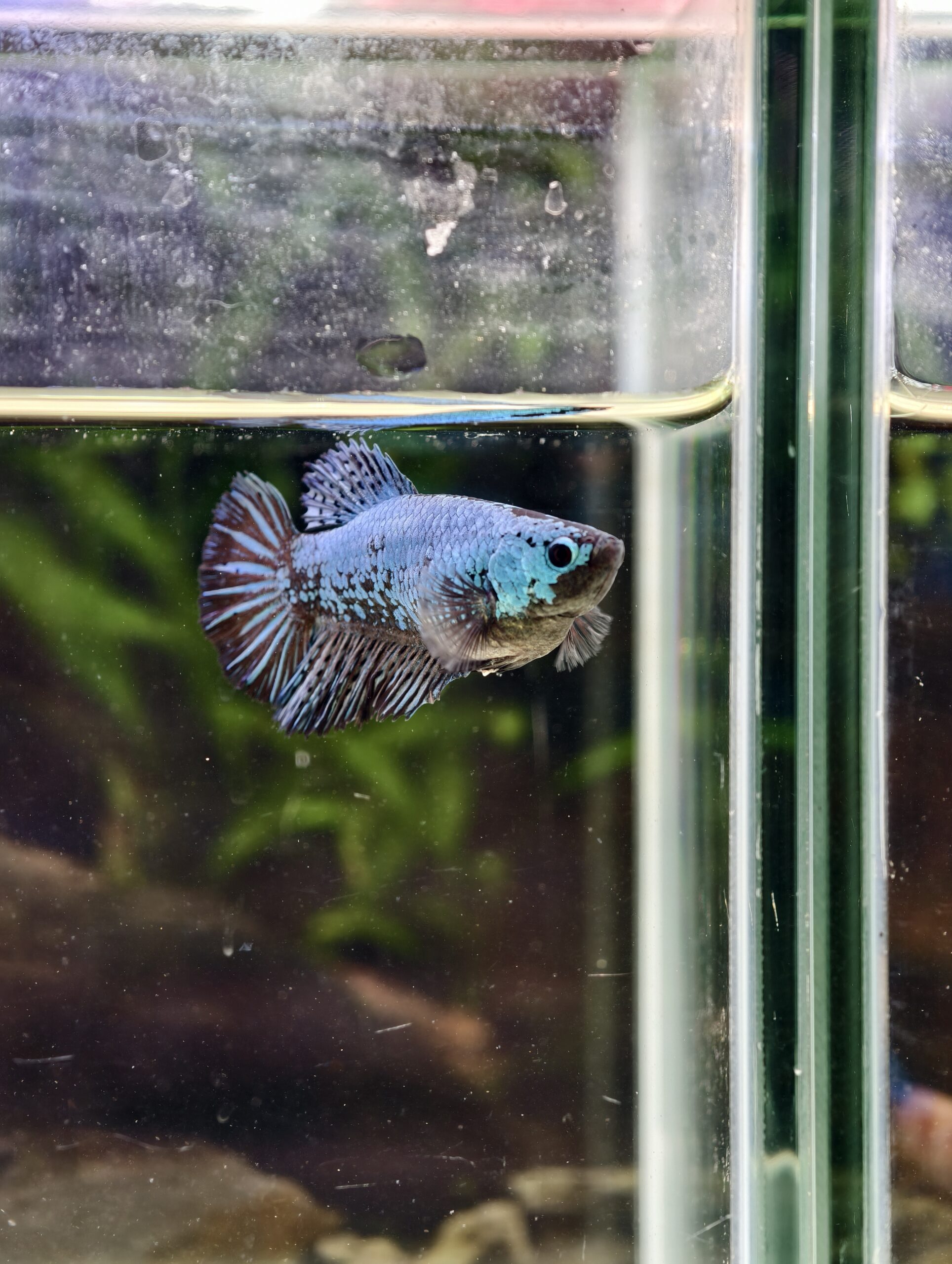 BB307 - HM Blue Samurai (Female)