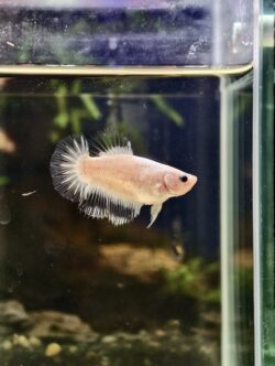 BB313 - HMPK Celephane (Female)