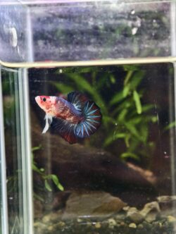 BB315 - HMPK Blue Marble Koi