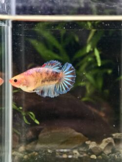 BB322 - HMPK Grizzley Blue (Female)